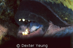 A over 1 meter long Titan Trigger sleeping inside a small... by Dexter Yeung 